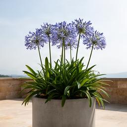 Agapantos con flores azules en macetón de cemento en terraza