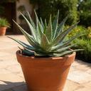 Aloe vera en maceta de barro grande en patio soleado de Gualeguay