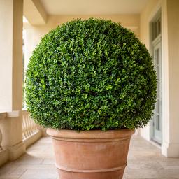 Buxus en maceta grande formando cerco verde en galería exterior