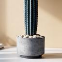 Cactus columnar en maceta de cemento decorativa con piedras de drenaje
