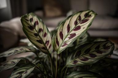 Calathea con hojas pintadas en rincón de living con poca luz natural