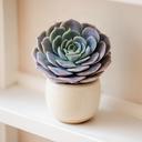 Echeveria en maceta de cerámica pequeña sobre repisa luminosa