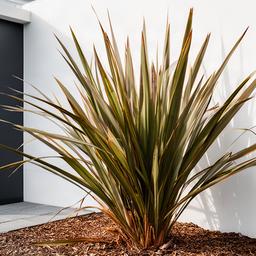 Formio con hojas largas en cantero de patio junto a pared blanca