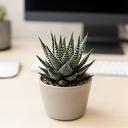 Haworthia rayada en maceta pequeña sobre escritorio de oficina