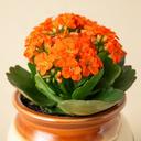 Kalanchoe con flores naranjas en maceta decorativa para regalo