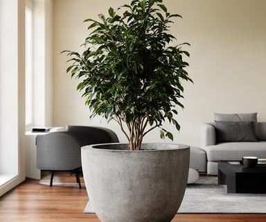 Maceta de cemento de 40cm con ficus en living moderno