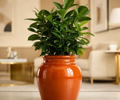 Maceta de cerámica esmaltada color terracota con planta de interior