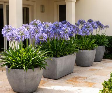 Macetones grandes de cemento con agapantos en patio exterior