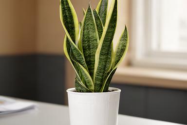 Sansevieria en maceta blanca sobre escritorio con luz indirecta